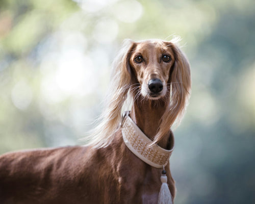 Saluki dog with a long glossy coat in soft natural light