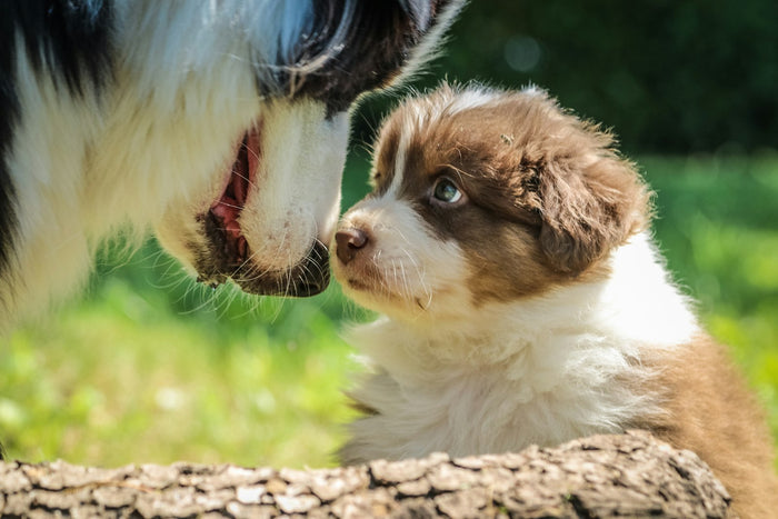 Adult Australian Shepherd nose to nose with a young puppy outdoors