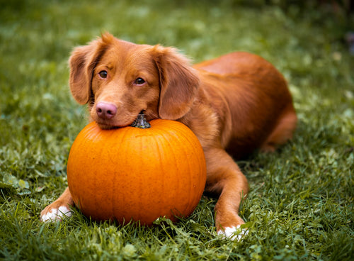 Brown dog lying on grass resting its head on an orange pumpkin