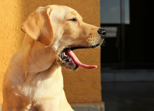 Yellow Labrador panting in warm sunlight on a hot day