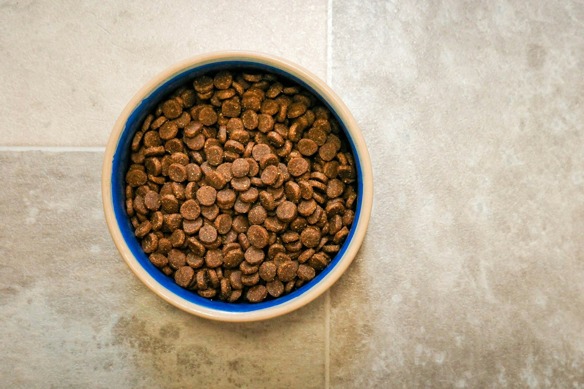 Blue-rimmed bowl of dry dog kibble on a tiled floor
