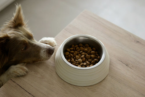 Dog resting its head on a table beside a bowl of dry kibble