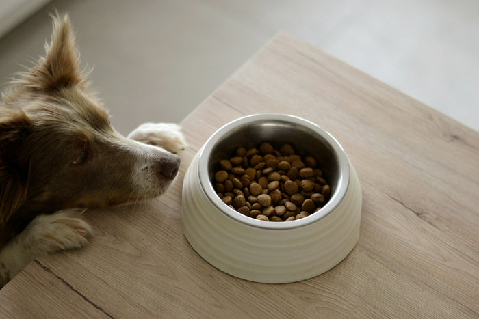 Dog resting its head on a table beside a bowl of dry kibble