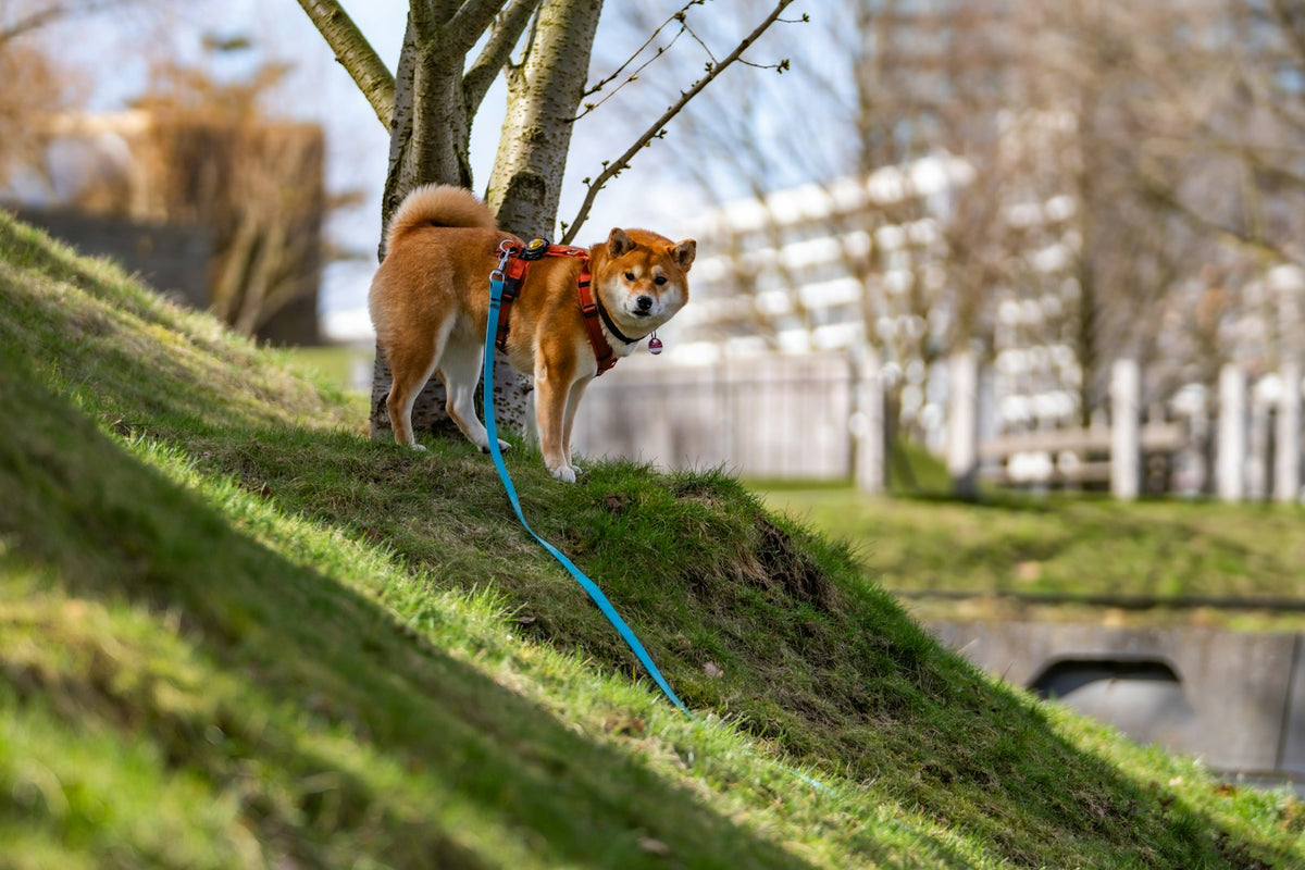 Shiba Inu on a blue leash standing on a grassy slope during a walk
