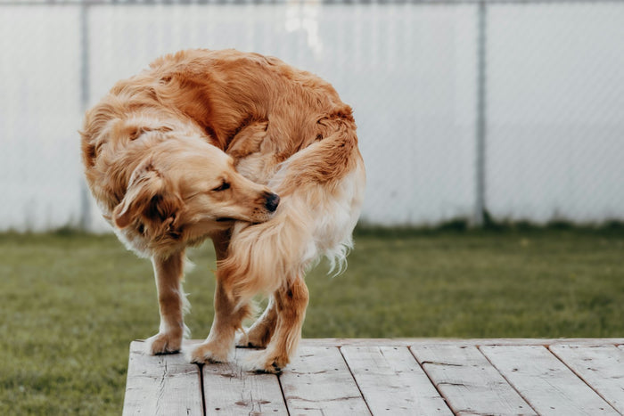 Golden retriever scratching its side on a wooden deck