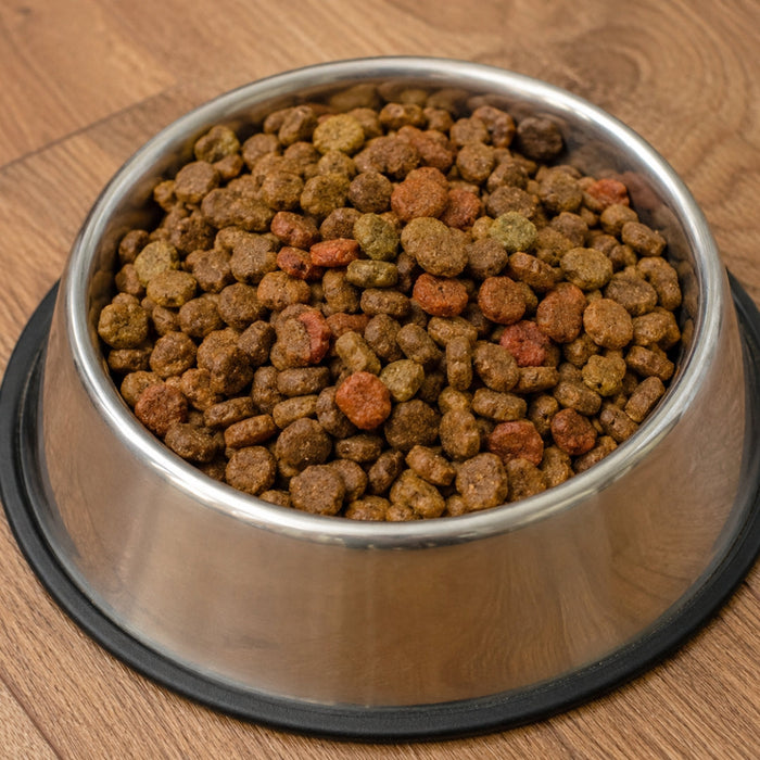 Switching Dog Food UAE - How to Do It Without Upsetting Your Dog's Stomach