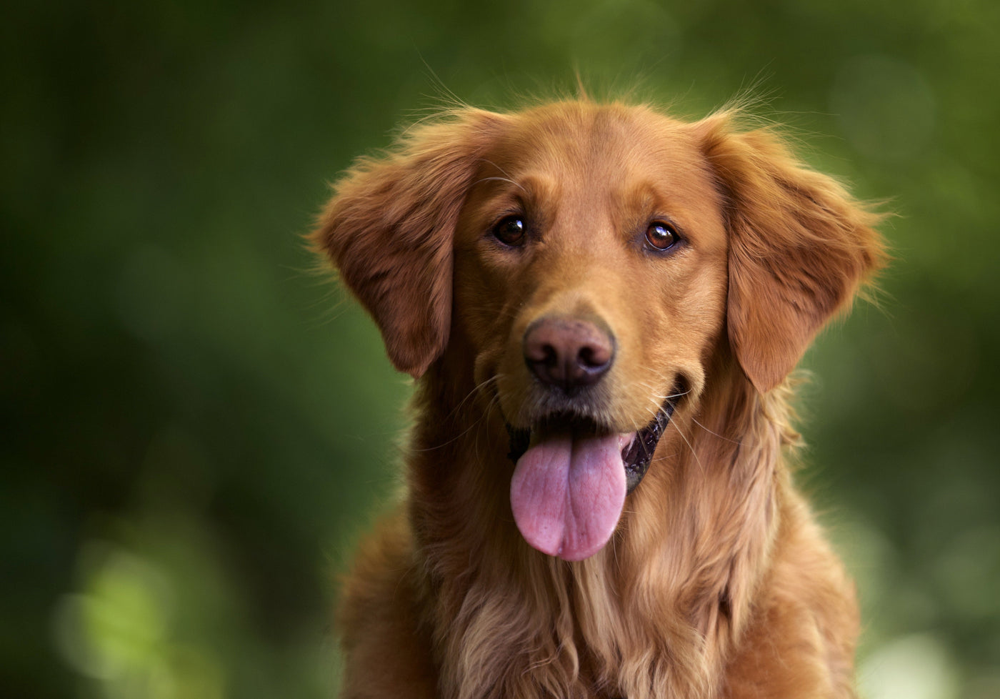 Essential Nutrients for Vegan Dogs: What Every Plant-Based Pawrent Needs to Know