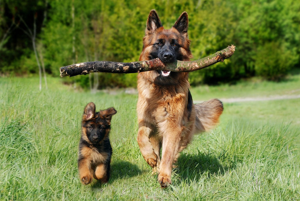 The Connection Between Diet and Skin Health: How Vegan Food Helps Dogs Shine in the UAE