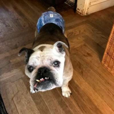 Fifteen (15) years old and thriving on v-dog