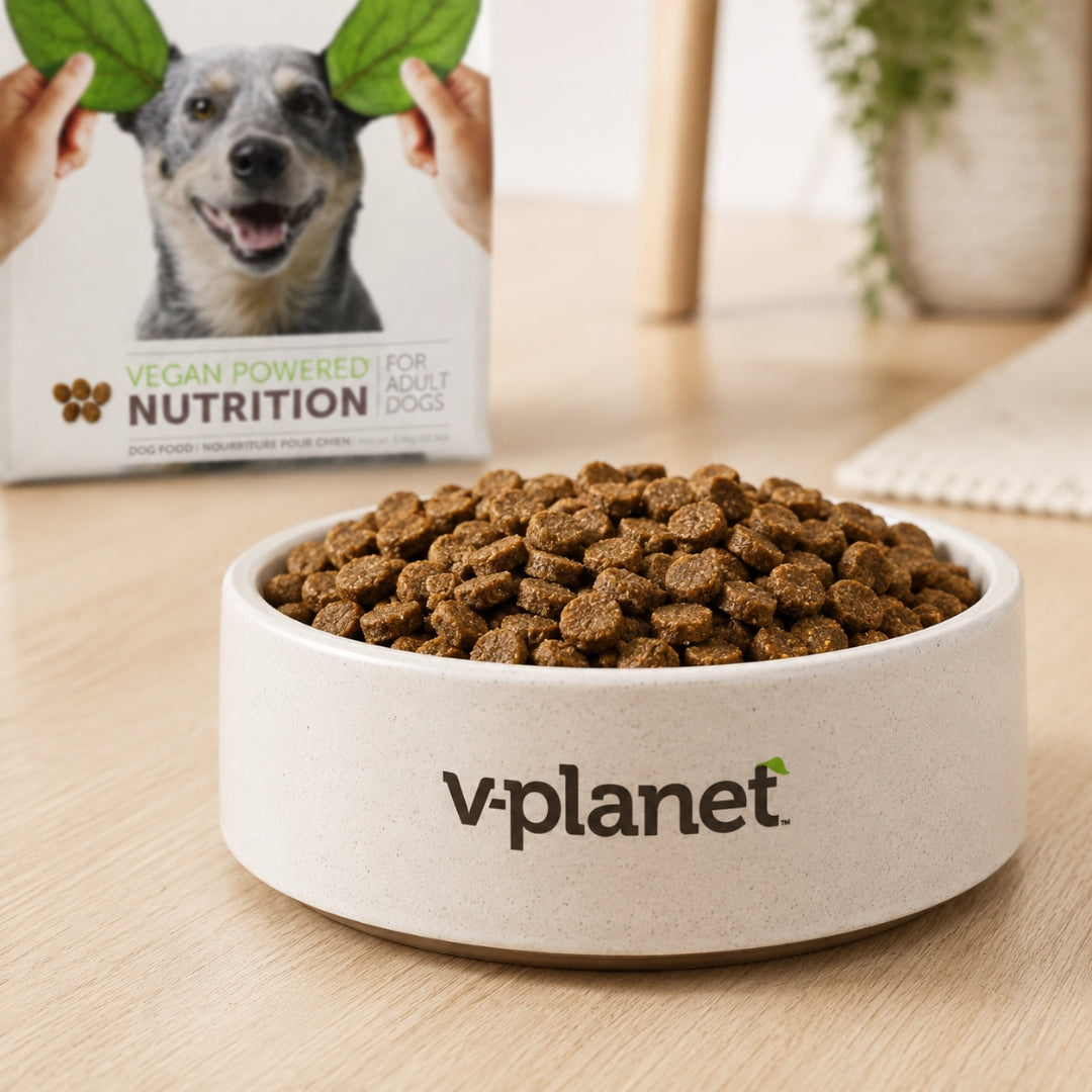 Dog Food for Sensitive Stomach in UAE: What Helps and Why