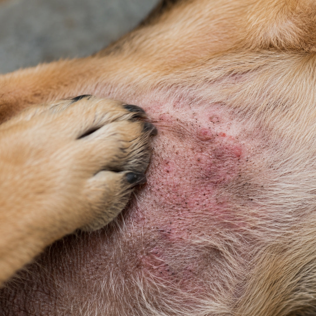No more scratching, no more vet visits for the same thing