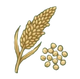 Quinoa Seed