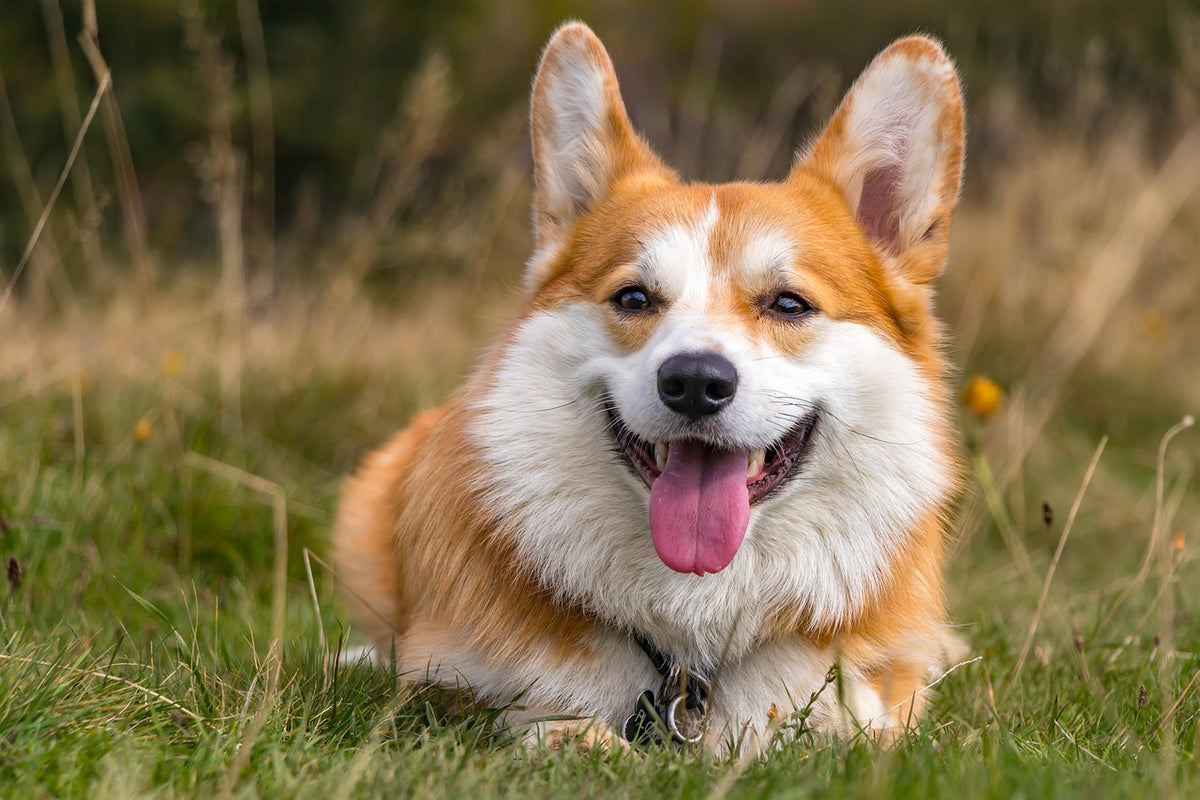 Happy dogs